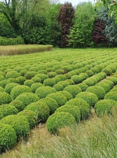 SEMPERVIRENS 