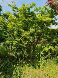 PALMATUM