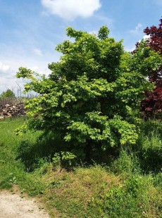 PALMATUM