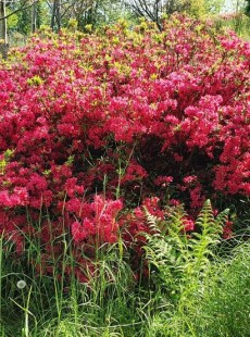 Japonica