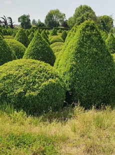 MICROPHYLLA 