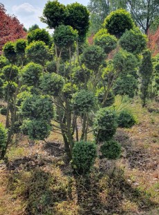 SEMPERVIRENS 