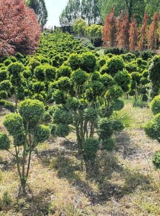 SEMPERVIRENS 