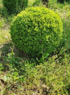SEMPERVIRENS 