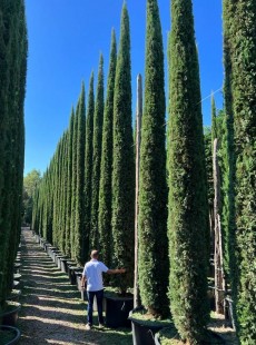  SEMPERVIRENS  