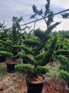 LEYLANDII 