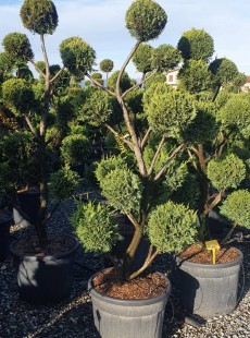 LEYLANDII 