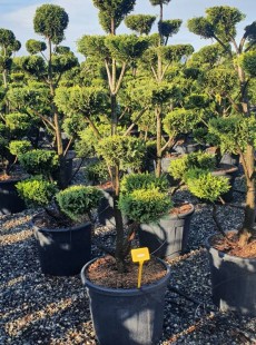 LEYLANDII 