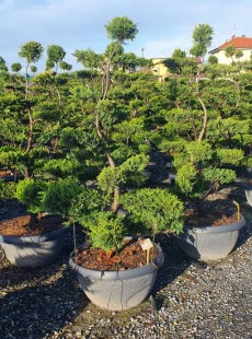 LEYLANDII 