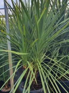 AUSTRALIS