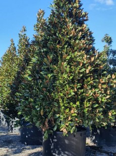 GRANDIFLORA 
