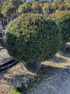 MICROPHYLLA 