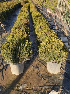 MICROPHYLLA 