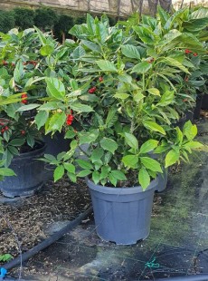 JAPONICA 