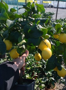 LIMON