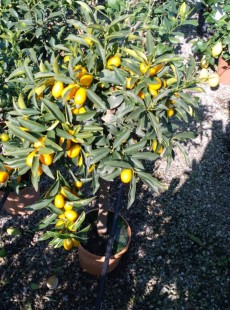 JAPONICA