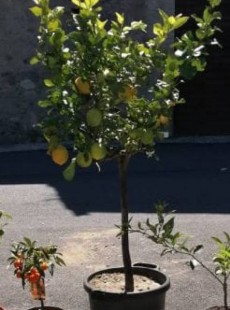 LIMON