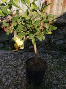 LIMON