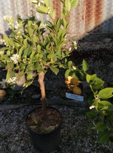 LIMETTA 