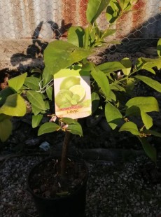 AURANTIFOLIA (Lime)
