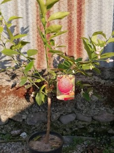 AURANTIFOLIA Red (Red Lime)