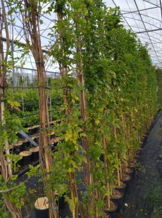 CAPENSIS