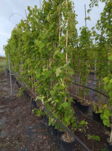 VINIFERA