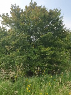 PALMATUM