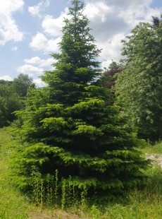 NORDMANNIANA
