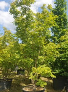 PALMATUM