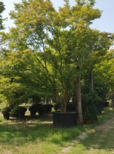 PALMATUM