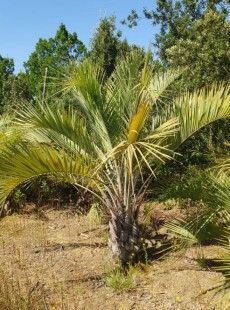 CAPITATA