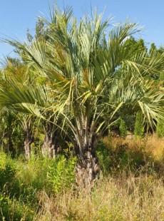 CAPITATA
