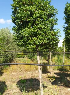 SASANQUA