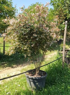 GRANDIFLORA 
