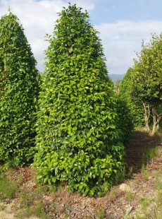 JAPONICA