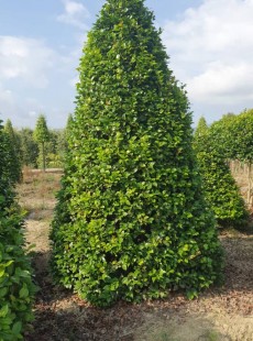 JAPONICA