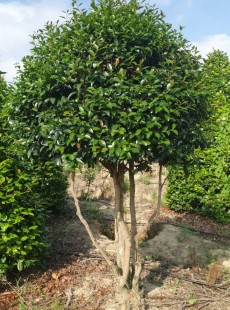 JAPONICA
