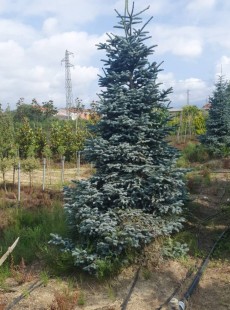 NOBILIS 