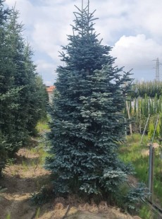 NOBILIS 