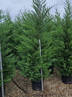 LEYLANDII