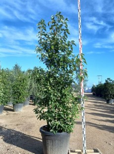 CAMPHORA