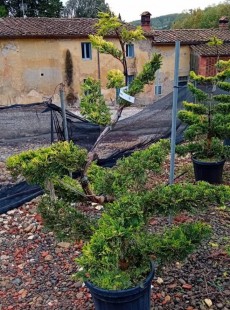 LEYLANDII 