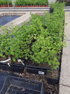 BILOBA 