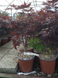 PALMATUM 