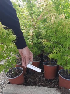 PALMATUM 
