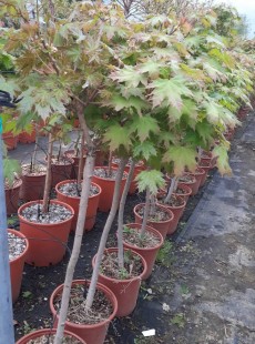 PLATANOIDES GLOBOSUM