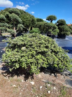 ARNOLDIANA 