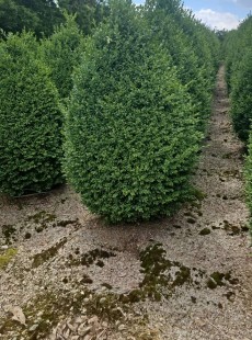 SEMPERVIRENS 
