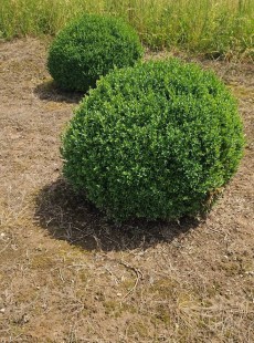 SEMPERVIRENS 